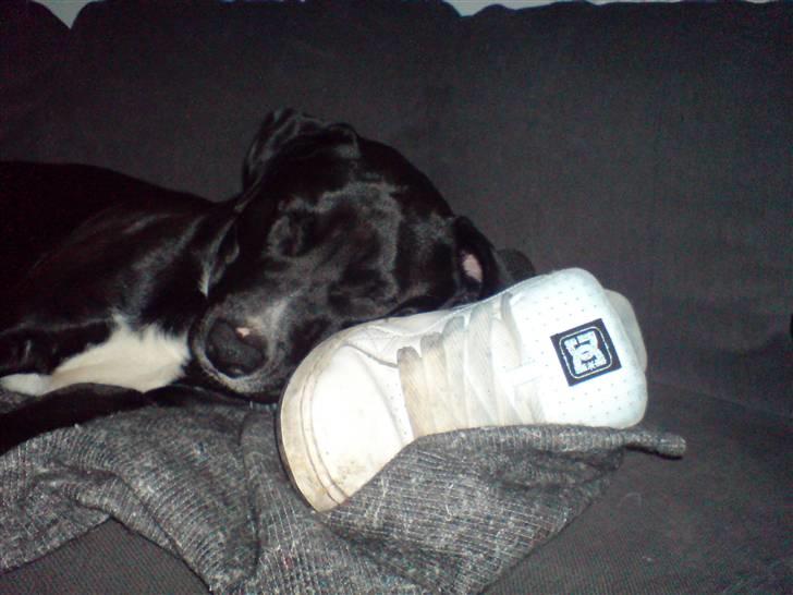 Blanding af racer *Gismo* - Mmm hovdepude... :D billede 6