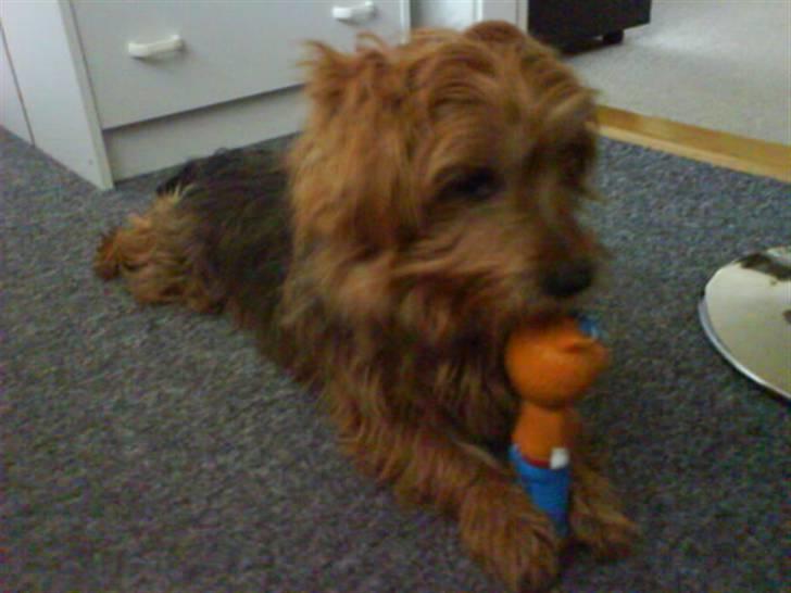 Australsk terrier Tholi Wictor (rasmus)  - Hans elskede kat :_D billede 9