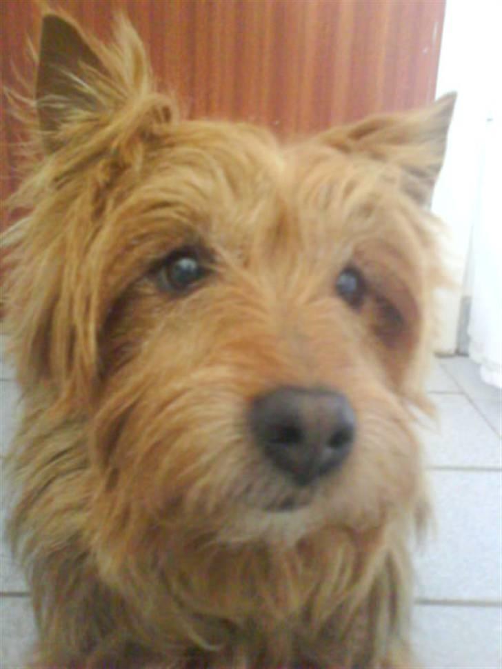 Australsk terrier Tholi Wictor (rasmus)  - Flere nærbilleder *gg* billede 10