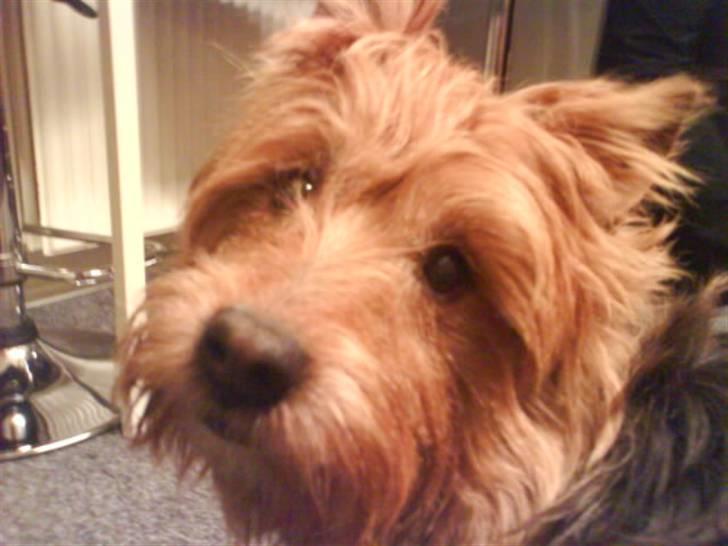 Australsk terrier Tholi Wictor (rasmus)  - ^^ billede 11