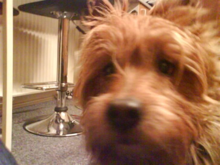 Australsk terrier Tholi Wictor (rasmus)  billede 12