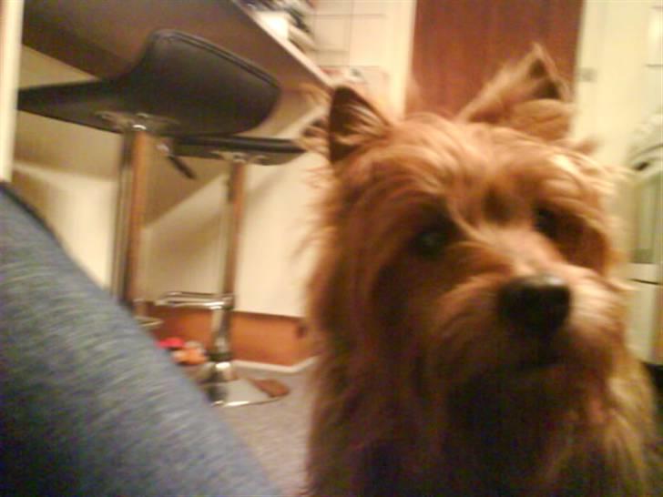 Australsk terrier Tholi Wictor (rasmus)  - Dette billede kan jeg også rigtig godt li´, spørg mig ikke hvorfor. billede 13