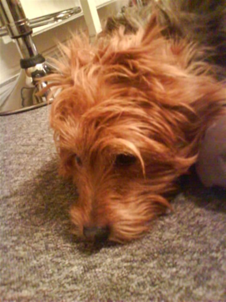 Australsk terrier Tholi Wictor (rasmus)  - Min dynesko han ligger på *gg* billede 14