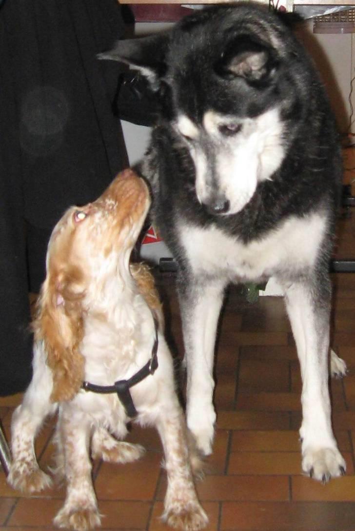 Cocker spaniel Freja r.i.p 20.1.19 - Godt jeg har sådan en ven som dig, der passer på mig, så skal jeg nok være dine øjne og hjælpe dig på vej:-) billede 9