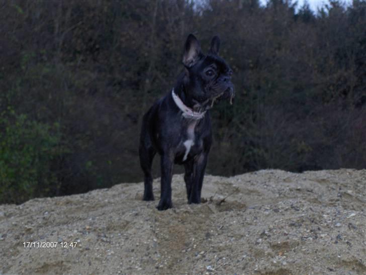 Fransk bulldog lulu - står på en alpetop... billede 15