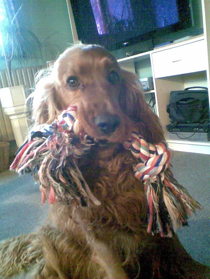 Cocker spaniel Magnus  billede 5