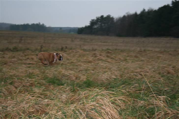 Engelsk bulldog Bodil - Her kommer jeg susende så hurtigt mine små, korte ben kan..:) billede 11