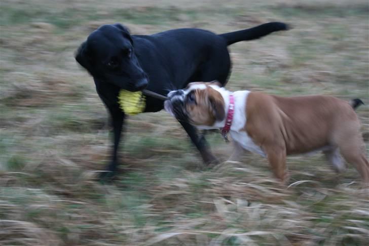 Engelsk bulldog Bodil - Her leger jeg med min tante Cille. Vi har det smadder skægt sammen. billede 12