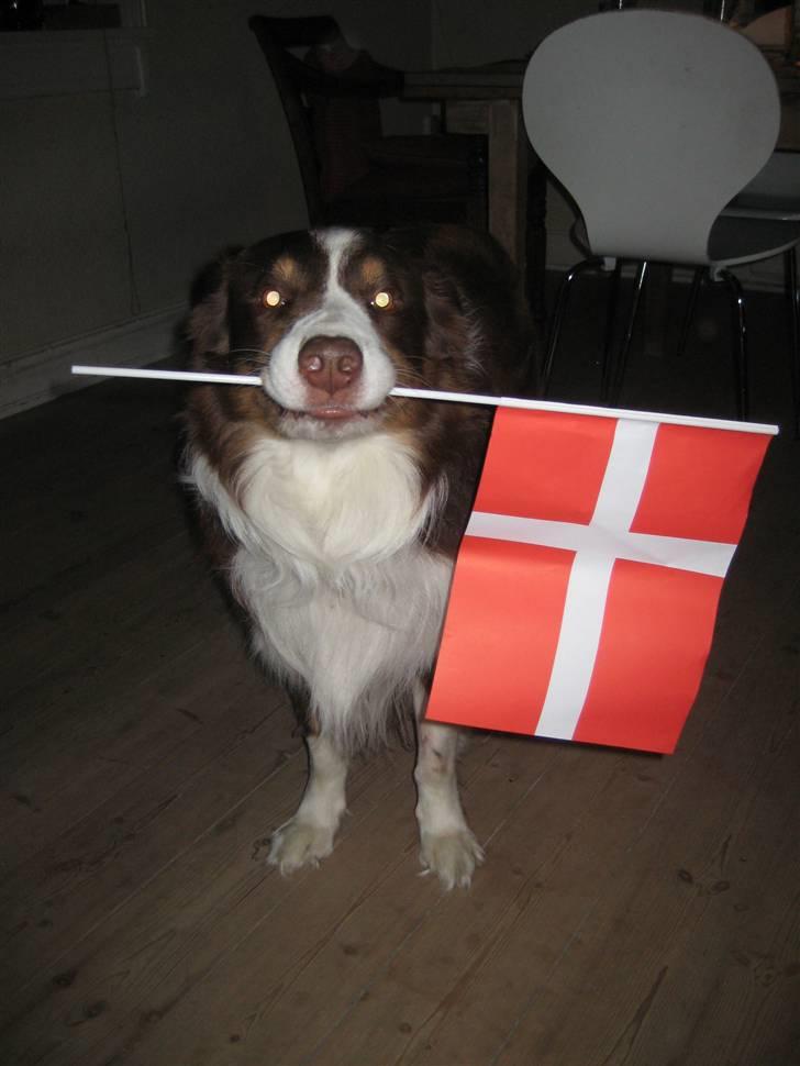 Border collie Olly  - så blev det endlig min fødselsdag!! billede 17