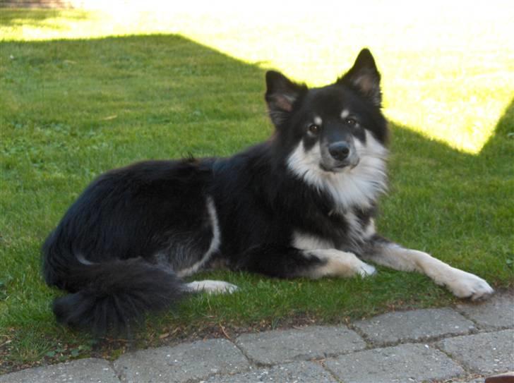 Finsk lapphund Kupio Ozzy billede 15