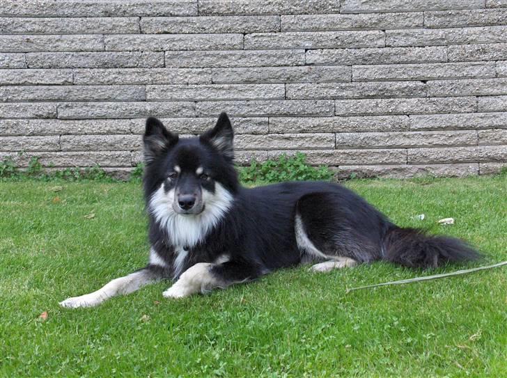 Finsk lapphund Kupio Ozzy billede 16