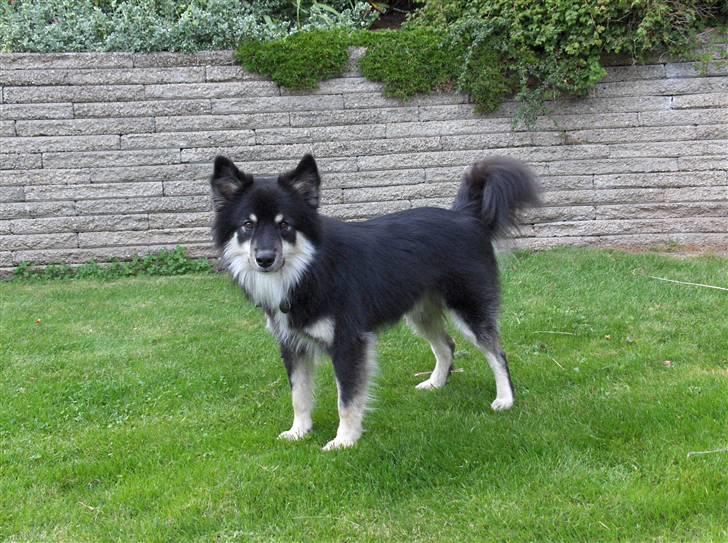 Finsk lapphund Kupio Ozzy billede 17