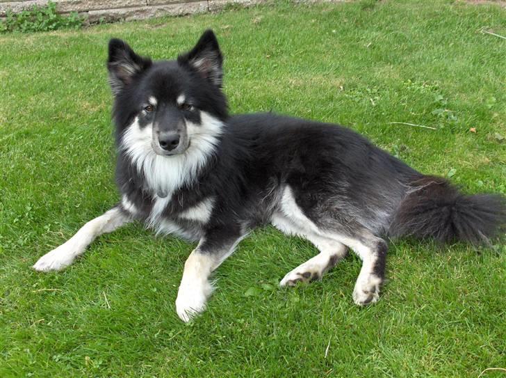 Finsk lapphund Kupio Ozzy billede 18