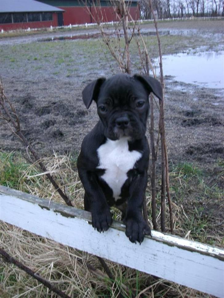 Fransk bulldog Frk Lotte - Noller. <3 billede 1