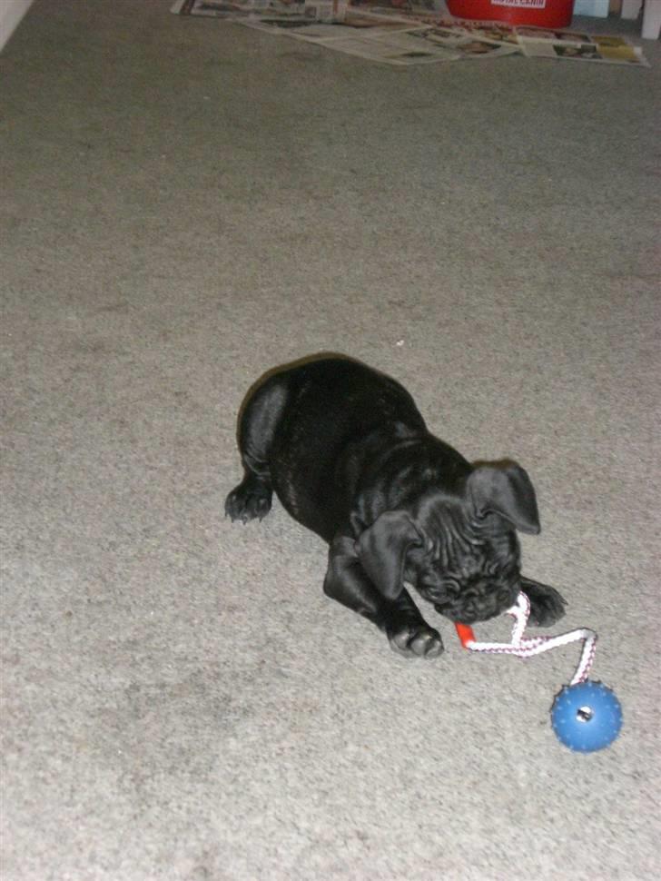 Fransk bulldog Frk Lotte - Noller. <3 billede 2