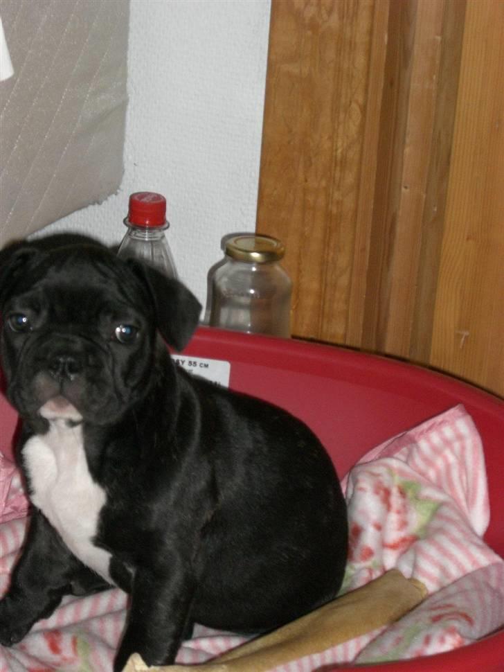 Fransk bulldog Frk Lotte - Noller. <3 billede 3