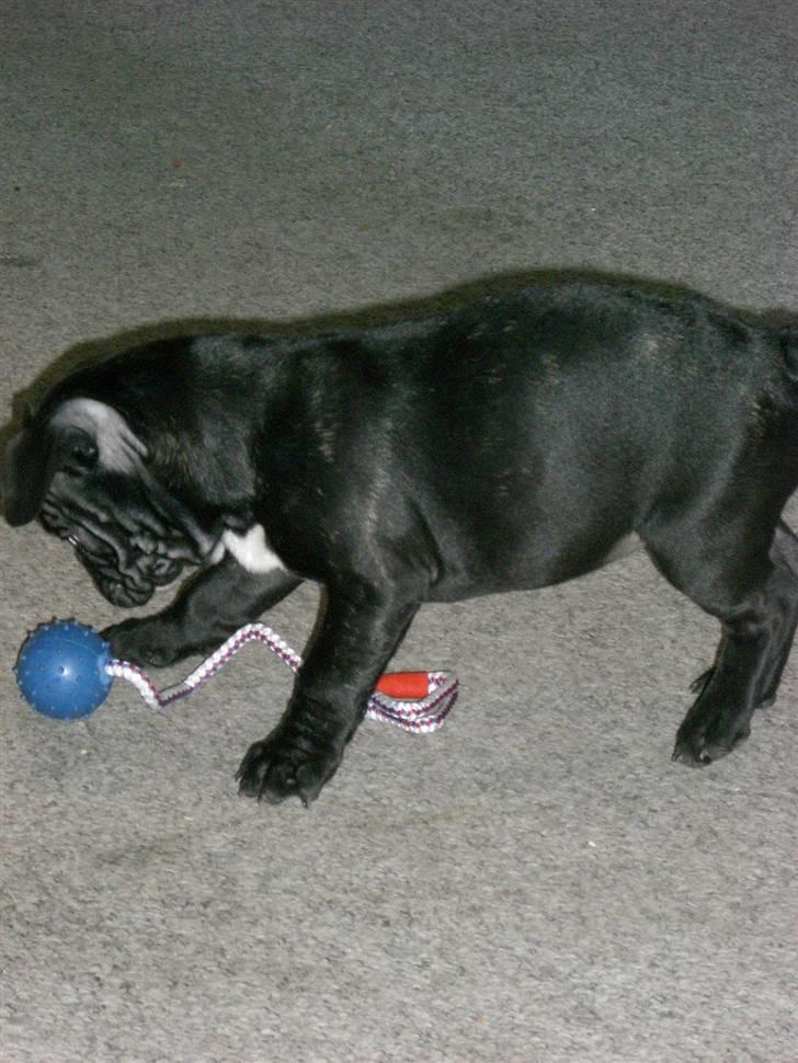 Fransk bulldog Frk Lotte - Noller. <3 billede 4