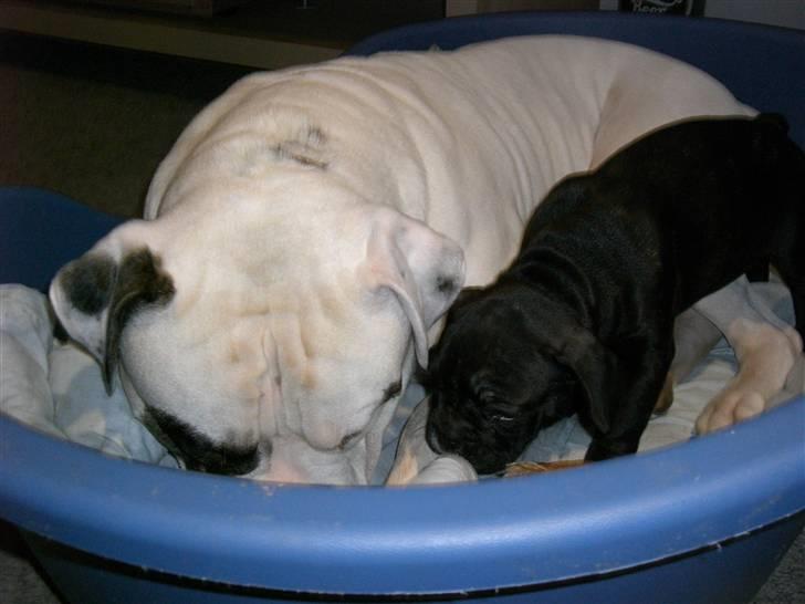 Fransk bulldog Frk Lotte - Noller. <3 billede 5