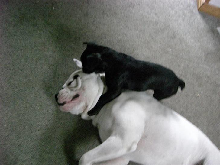 Fransk bulldog Frk Lotte - Noller. <3 billede 6