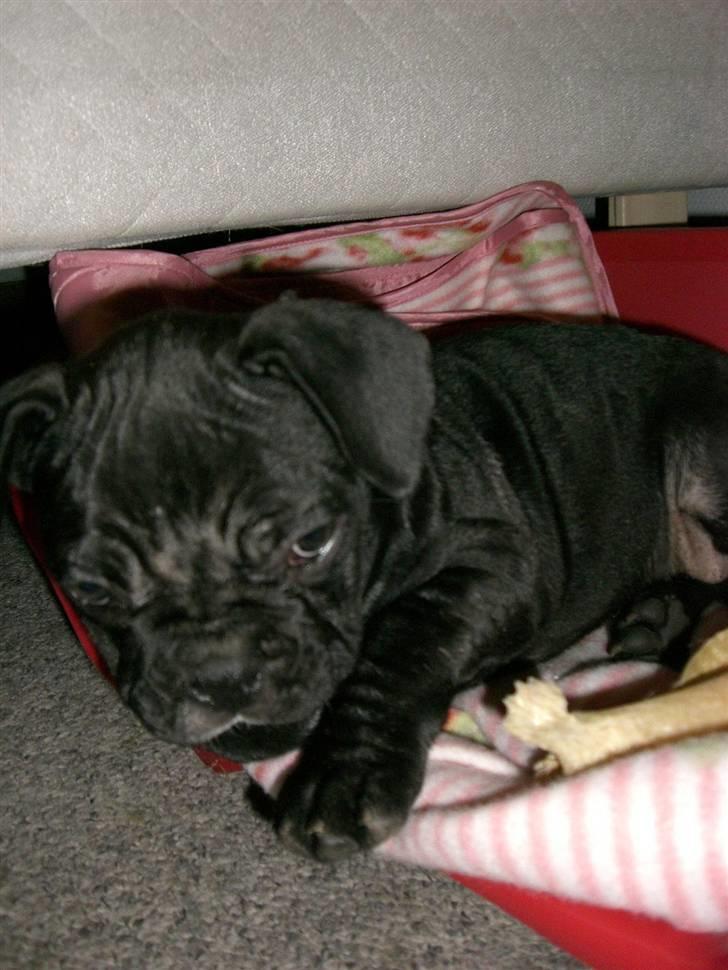 Fransk bulldog Frk Lotte - Noller. <3 billede 7