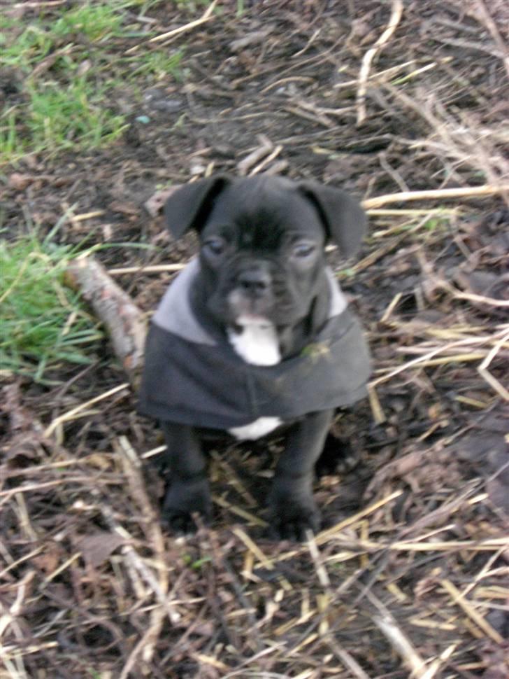 Fransk bulldog Frk Lotte - Noller. <3 billede 8