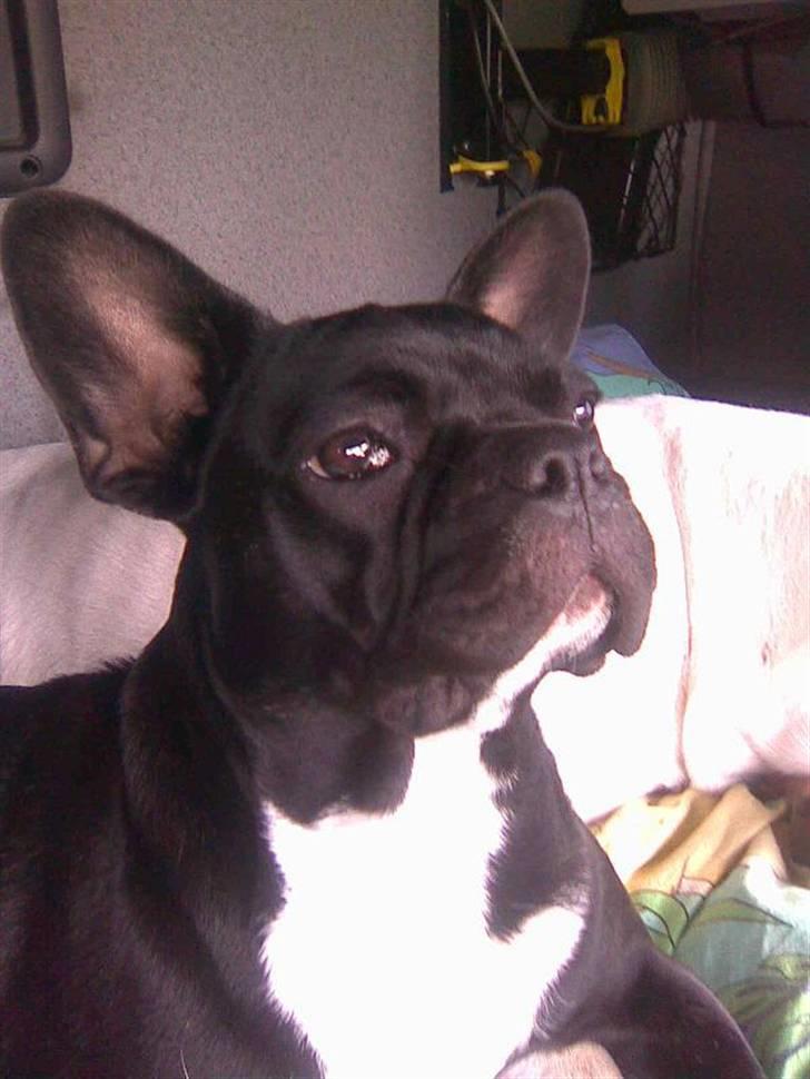Fransk bulldog Frk Lotte - Noller. <3 billede 9