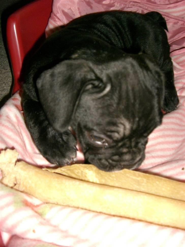 Fransk bulldog Frk Lotte - Noller. <3 billede 10