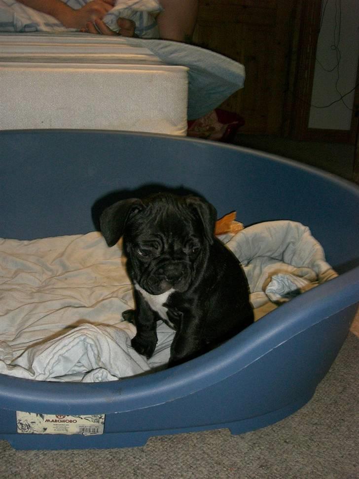 Fransk bulldog Frk Lotte - Noller. <3 billede 11