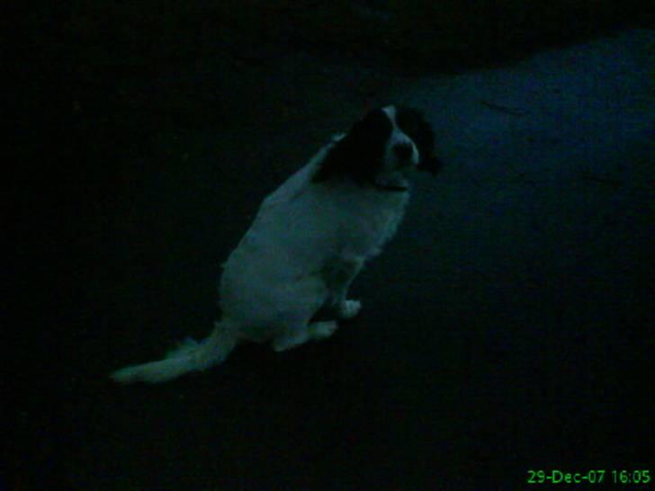 Kleiner münsterländer Store stovbæk's King - Velkommen til Store Stovbæk´s king´s præsentaion. billede 1