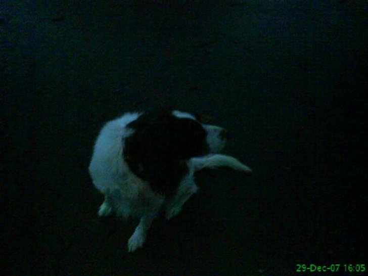 Kleiner münsterländer Store stovbæk's King - King.! billede 2