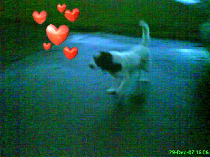 Kleiner münsterländer Store stovbæk's King - Elsker king. <3 billede 3