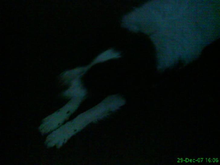 Kleiner münsterländer Store stovbæk's King - King strækker siig. :) billede 4