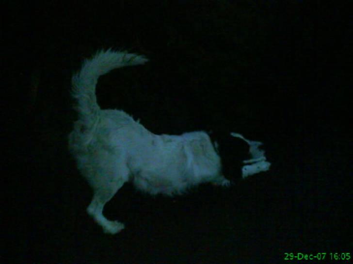 Kleiner münsterländer Store stovbæk's King - Arrh. ;) billede 5