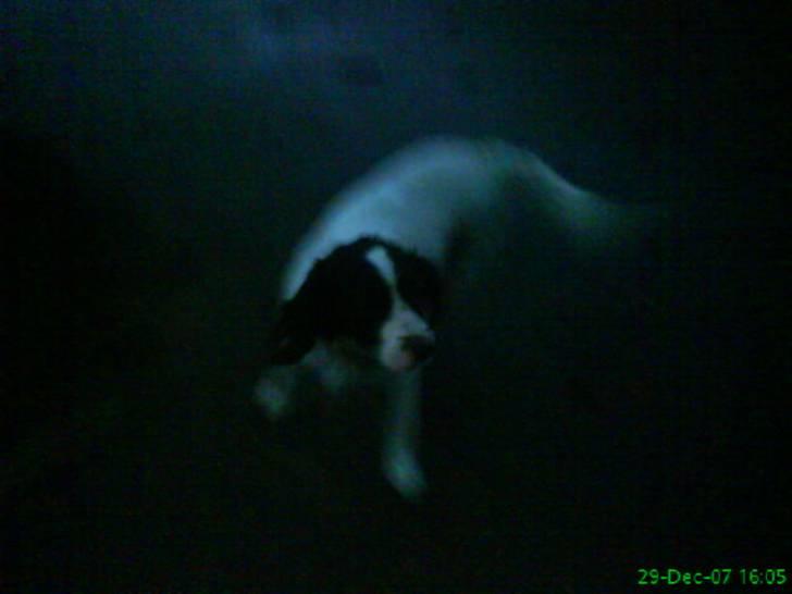 Kleiner münsterländer Store stovbæk's King - Weee.! billede 6