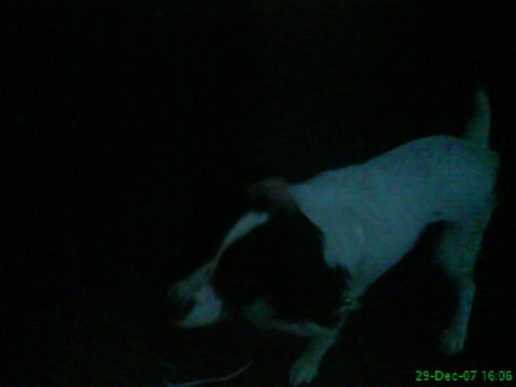 Kleiner münsterländer Store stovbæk's King - Heeej king, billede 7