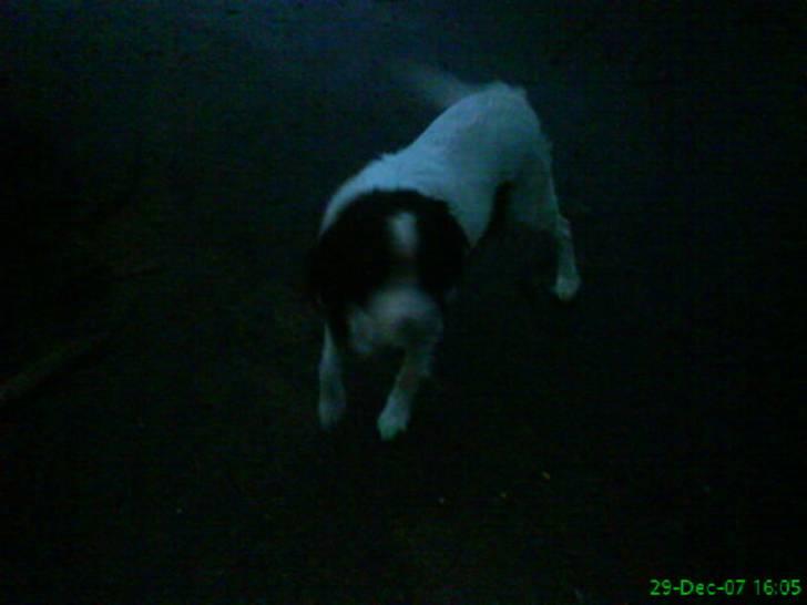 Kleiner münsterländer Store stovbæk's King - Nåårh lille king. ;) billede 8