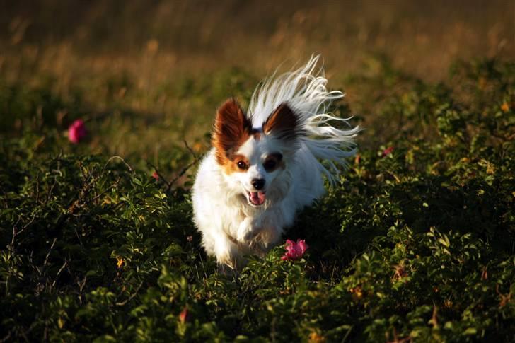 Blanding af racer Futte billede 10