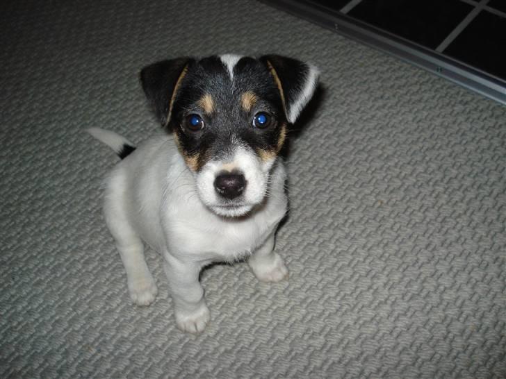 Jack russell terrier Soffi billede 18