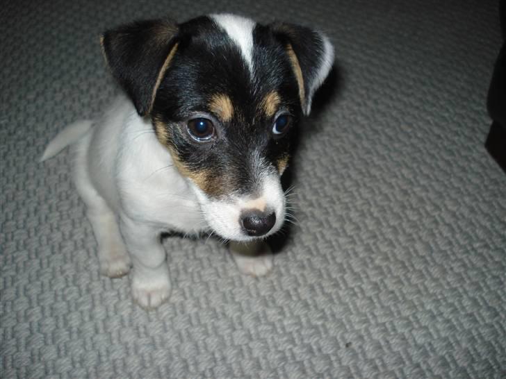 Jack russell terrier Soffi billede 19
