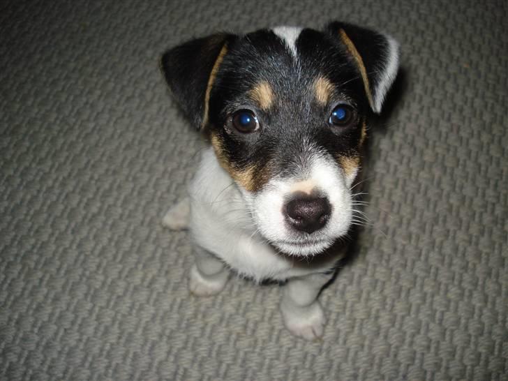 Jack russell terrier Soffi billede 20