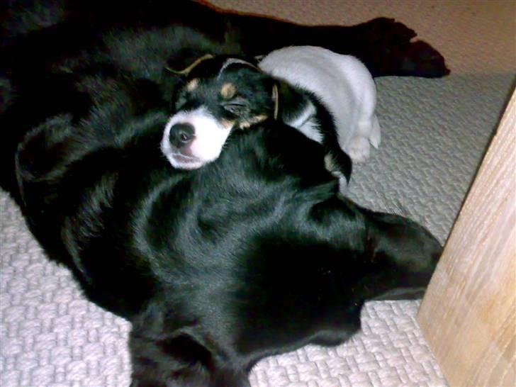 Labrador retriever Freja billede 13