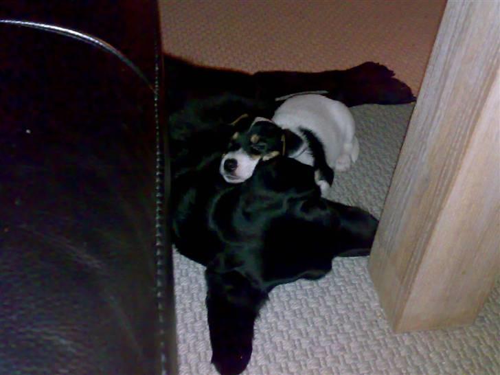 Labrador retriever Freja billede 14