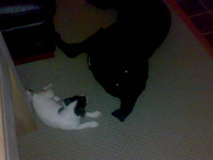 Labrador retriever Freja billede 15