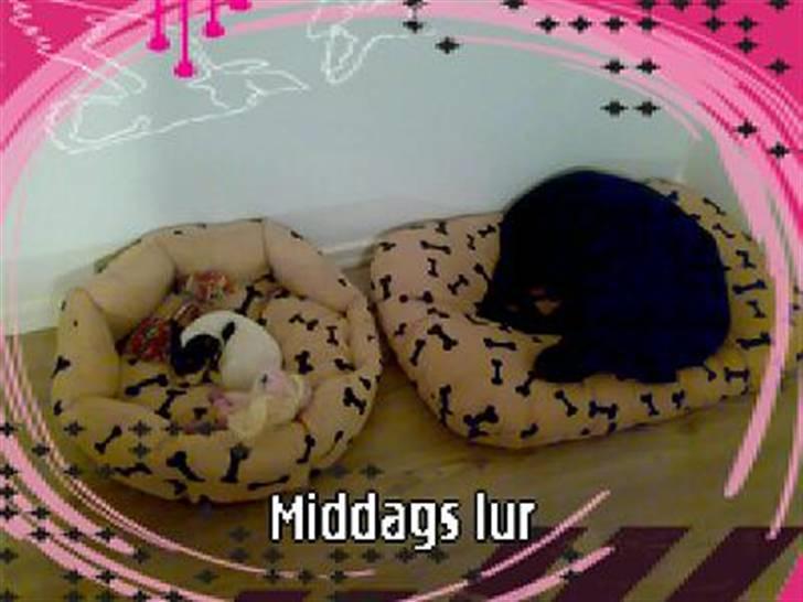 Labrador retriever Freja billede 16