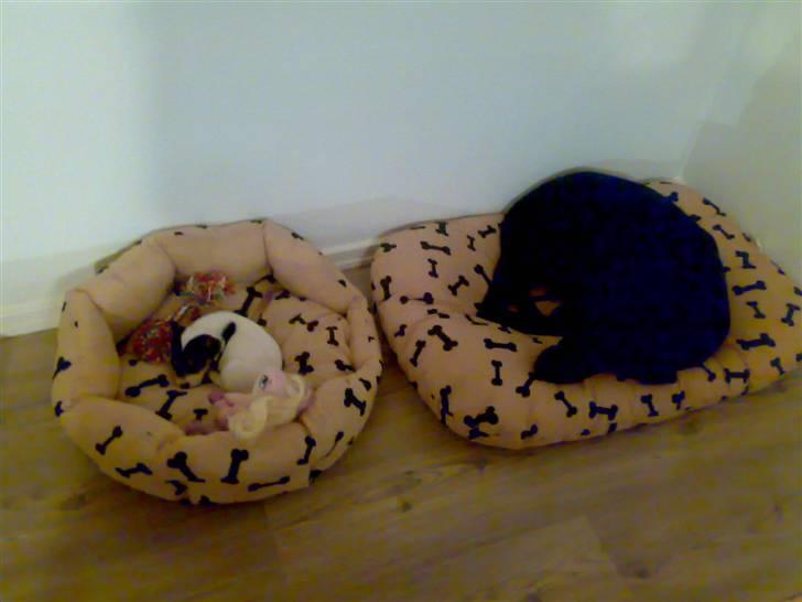 Labrador retriever Freja billede 17