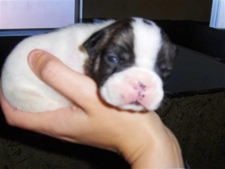 Fransk bulldog Lulu - her er jeg kun er par uger gammel billede 9