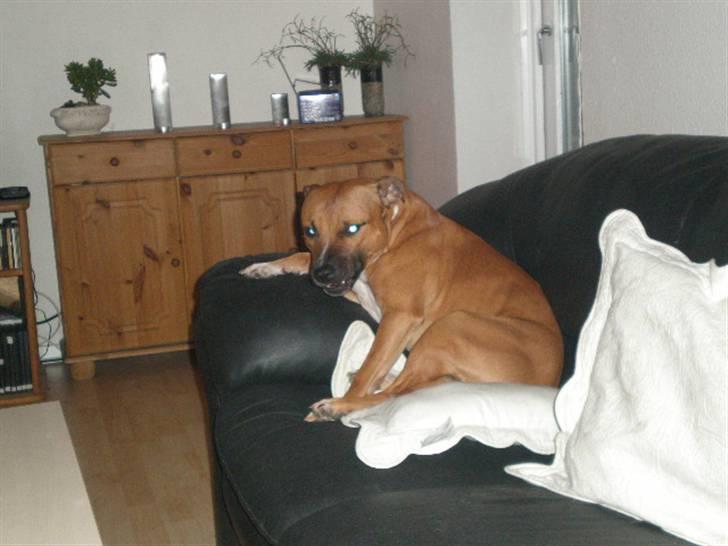 Staffordshire bull terrier Boss * R I P * <3 - nyt 2.11.2007 billede 20