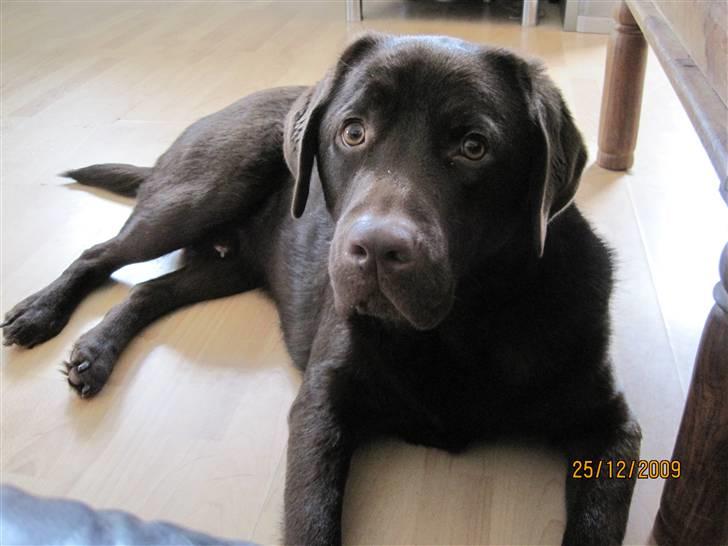 Labrador retriever - Tayson.   billede 1