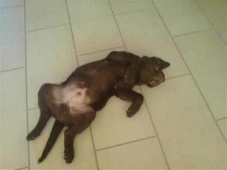 Labrador retriever - Tayson.   billede 3