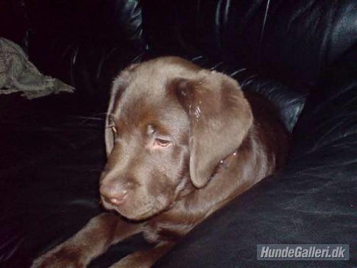 Labrador retriever - Tayson.   - Lille Tayson (: billede 4